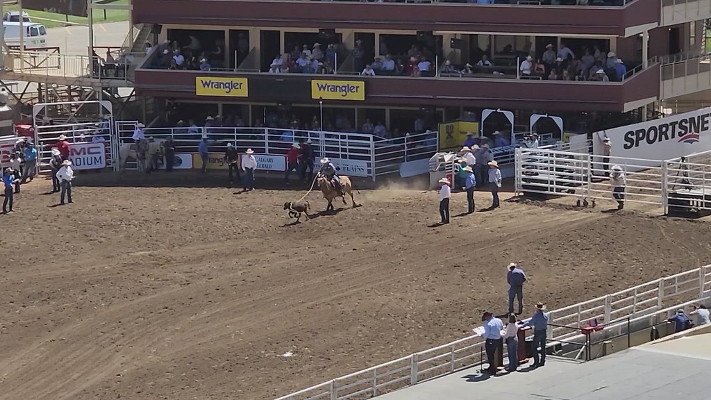 Roping cows at the Calgary Stampede in Canada July 13, 2… Flickr