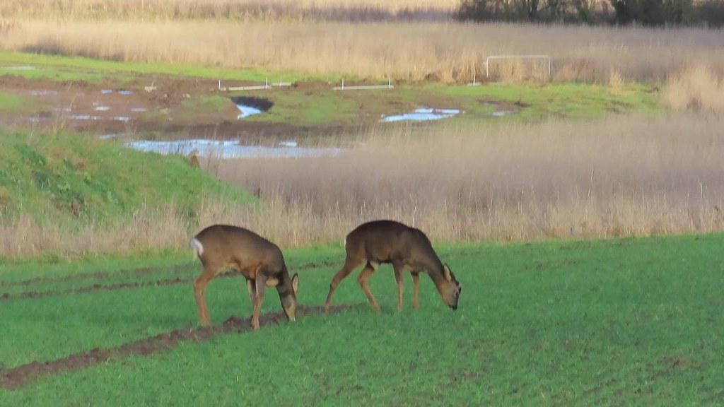 3 Roe Deer running Near York, three Roe Deer quietly feedi… Flickr