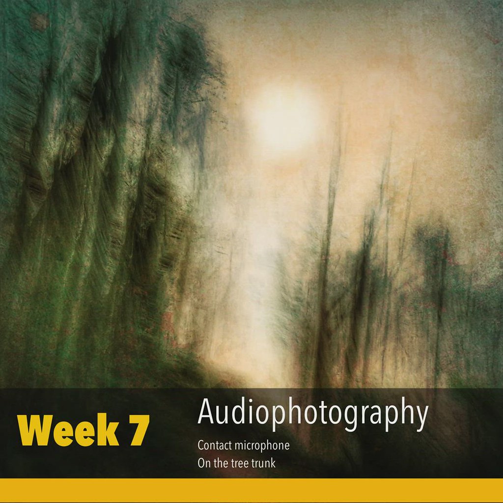Week 7 Audiophotography,contact microphones on a tree trun… Flickr