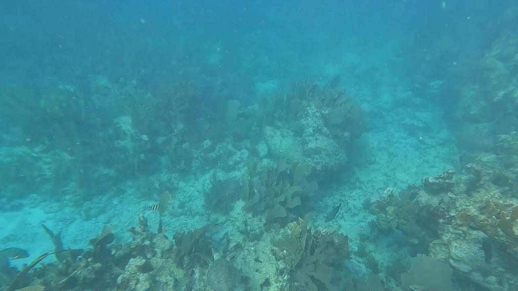 Key Largo Water Images (3) Trim Sail Fish Scuba Flickr