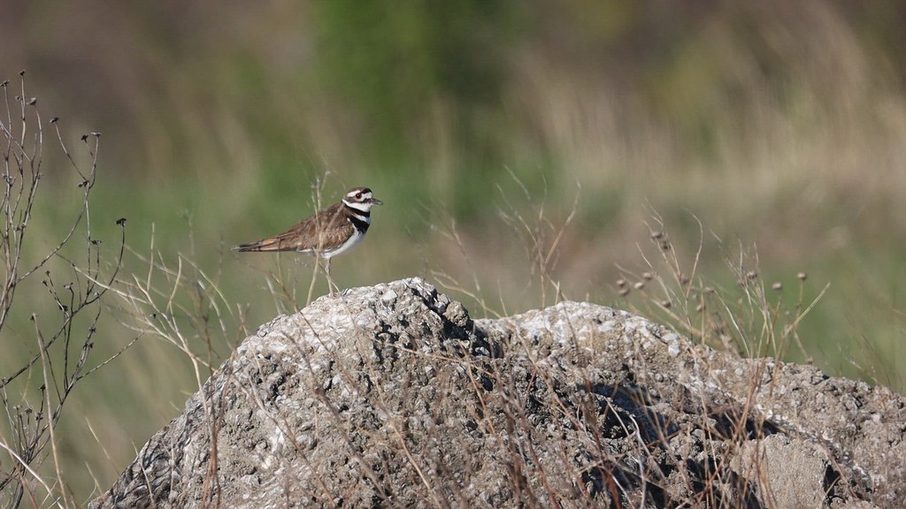 Killdeer Fly Video April 30 2023 Scott DeMoss Flickr