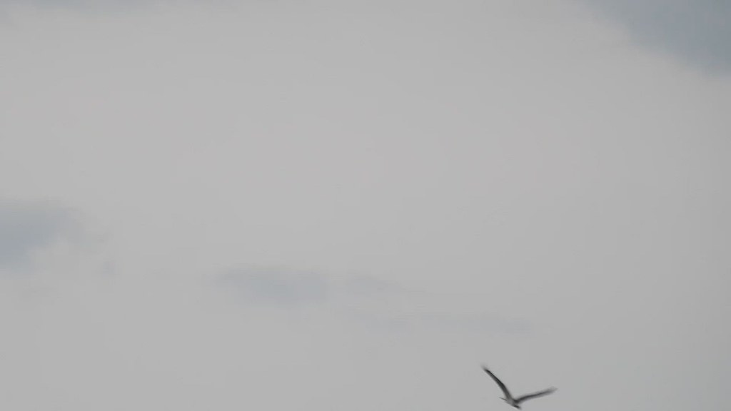 osprey Strathspey, Scotland. Badenoch and Strathspey Conservation