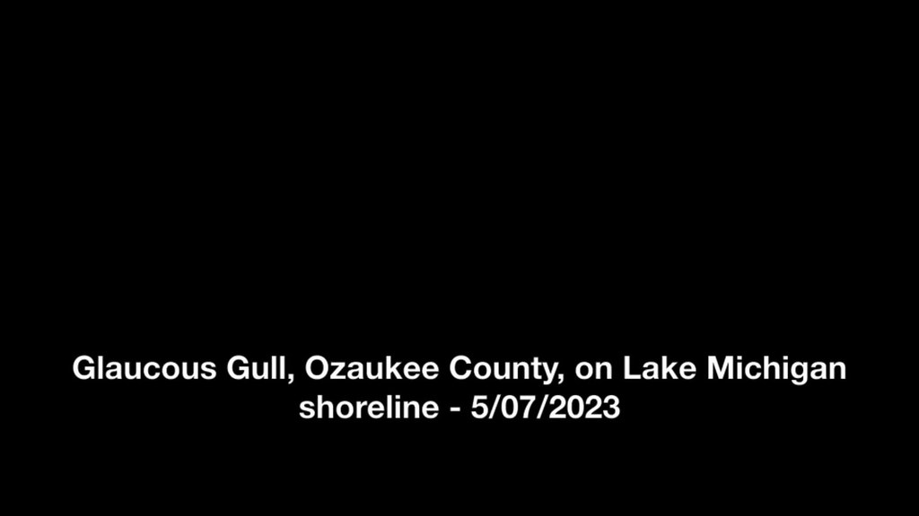 Glaucous Gull, Ozaukee County, on Lake Michigan shoreline … Flickr