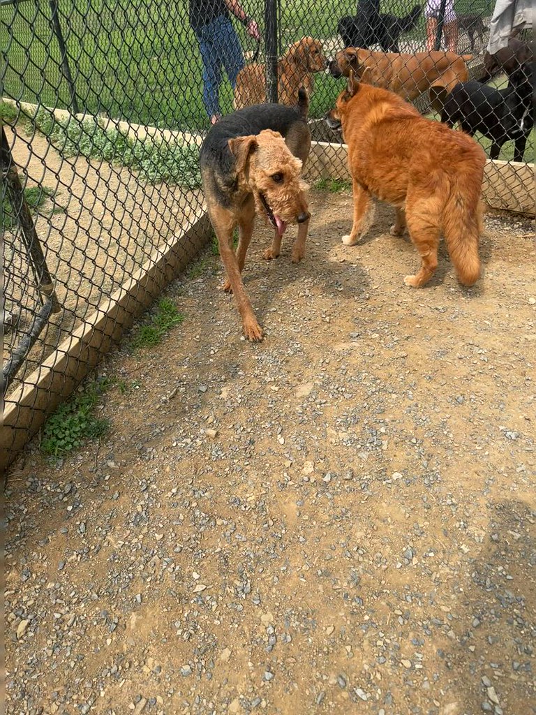 IMG_6373 Greenlin Lambs Gap Flickr