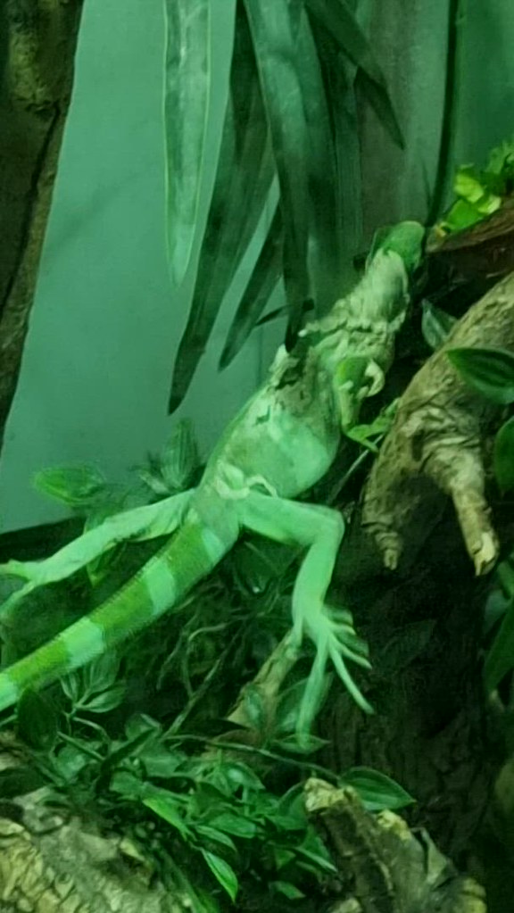 Video Reptiles at Belfast Zoo Nina Seán Feenan Flickr