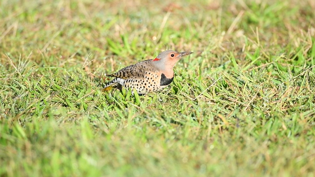 Northern Flicker Hunting Long Island, NY Jay Koolpix Flickr