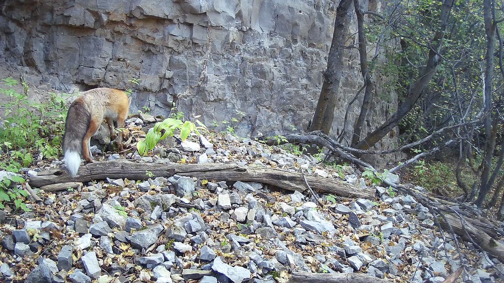 Trail Camera footage on the National Elk Refuge Cameras pl… Flickr