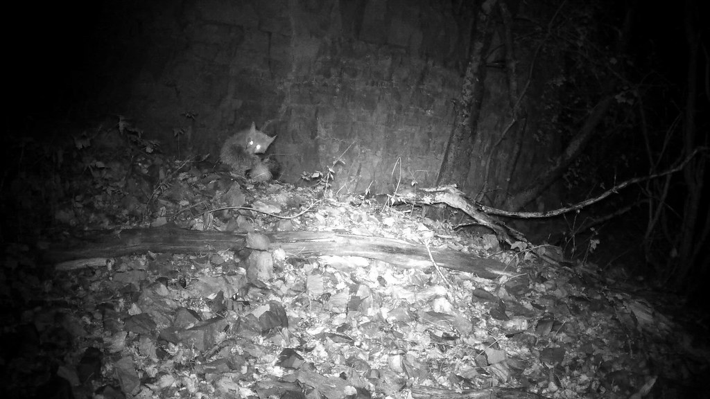 Trail Camera footage on the National Elk Refuge Cameras pl… Flickr