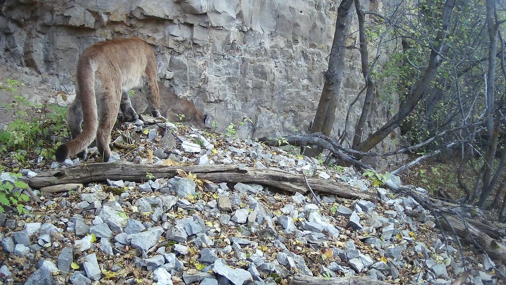 Trail Camera footage on the National Elk Refuge Cameras pl… Flickr