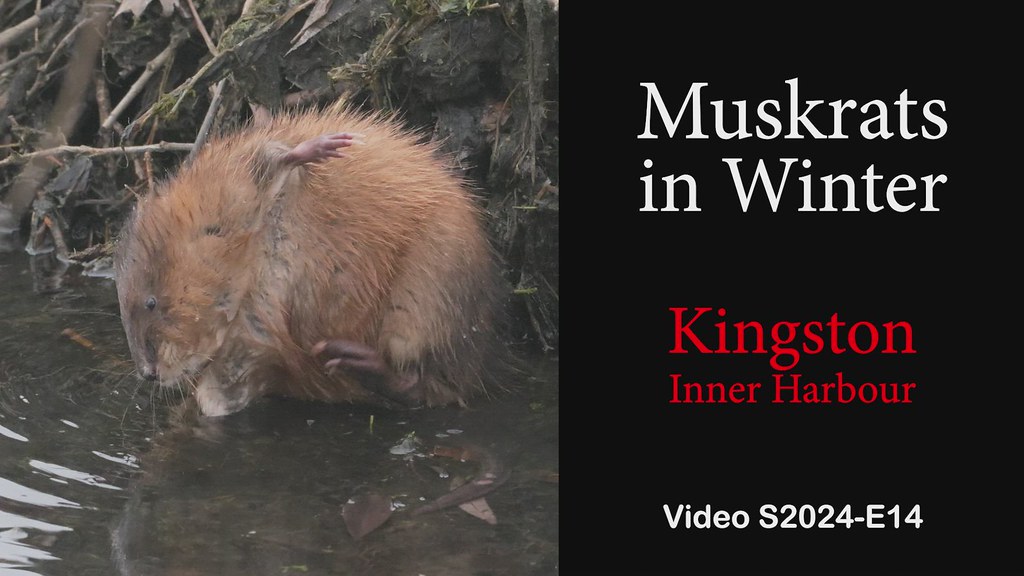 Kingston Inner Harbour MidWinter Muskrats and Mounds Vi… Flickr