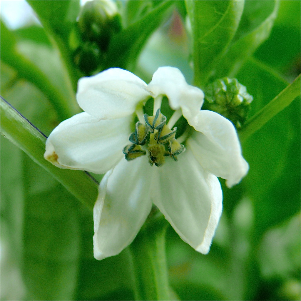 Bell Pepper blossom.JPG Larry & Teddy Page Flickr