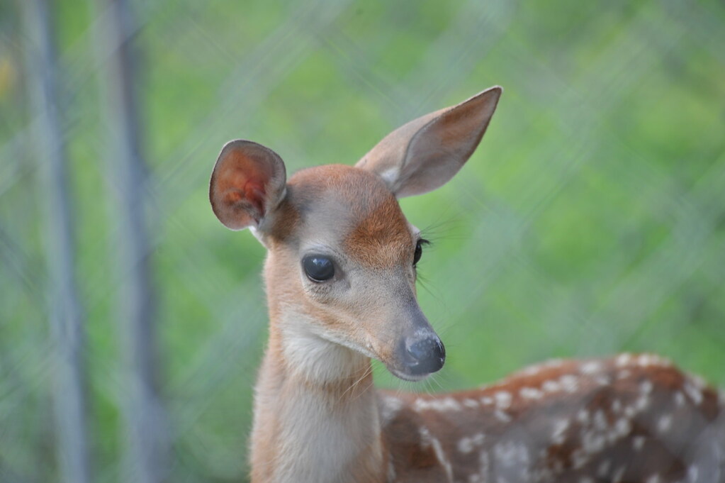 Florida Deer A baby deer being taken care of at my dad's h… Flickr