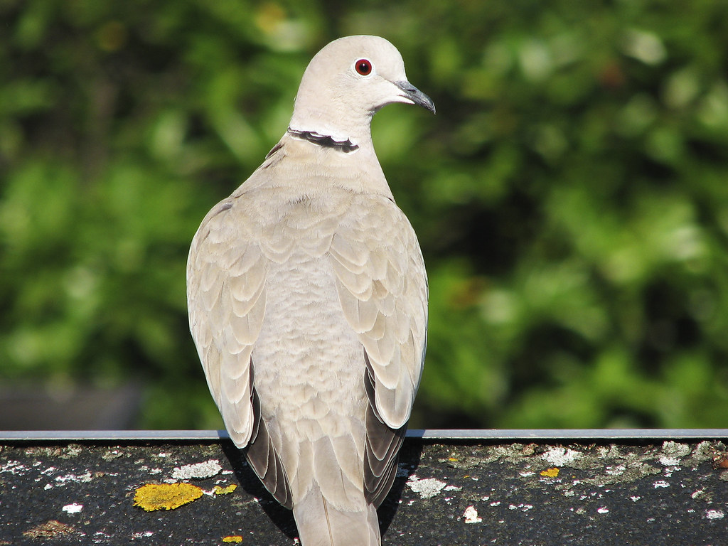 collared dove Hans Splinter Flickr