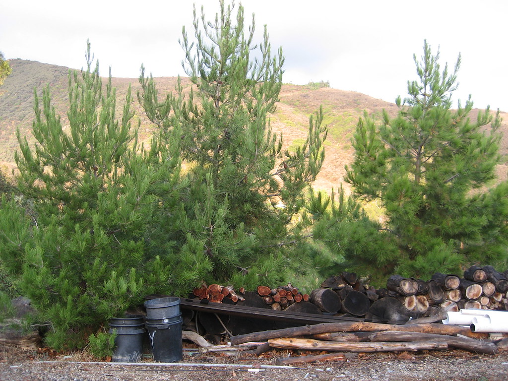 a few of my former christmas trees planted and growing up … Flickr