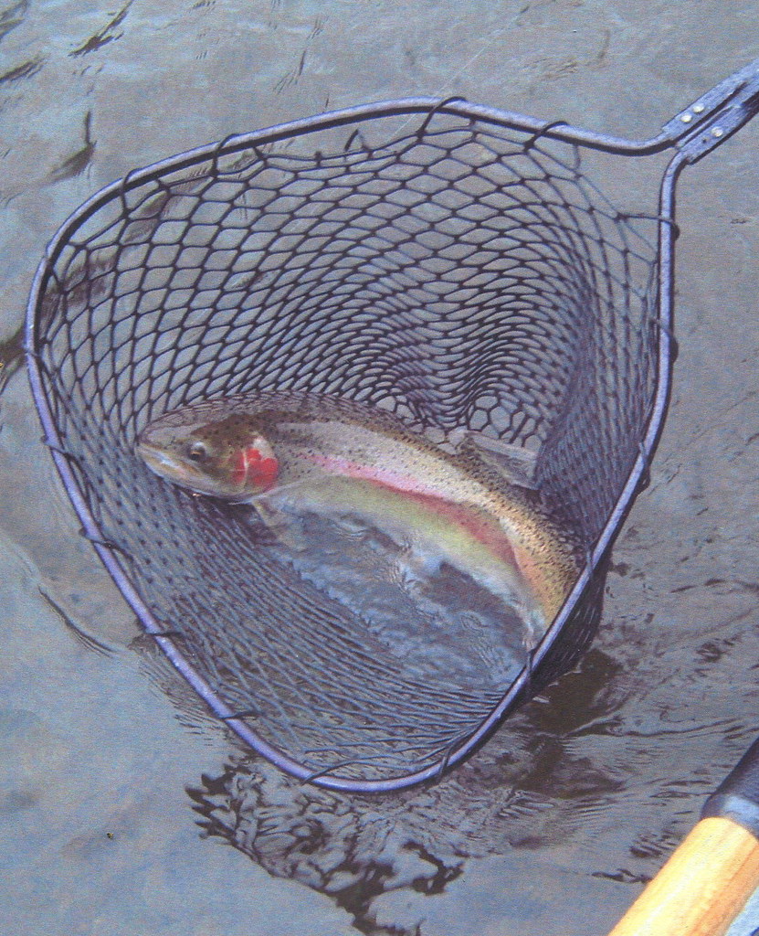 A WILD ONE A non hatchery steelhead from the Trinity river… Frank {sonny} Sawyer Flickr
