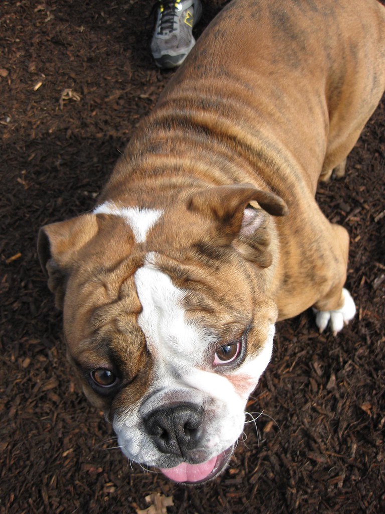 Ridgewood dog park, Feb. 14, 2009 Flickr