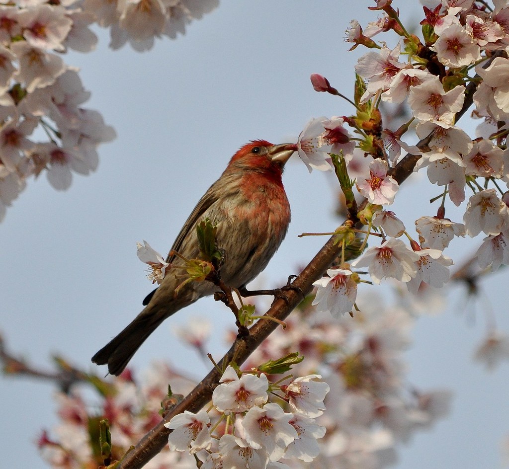 House Finch with a Flower Flushing, NY April 18, 2011 Flickr