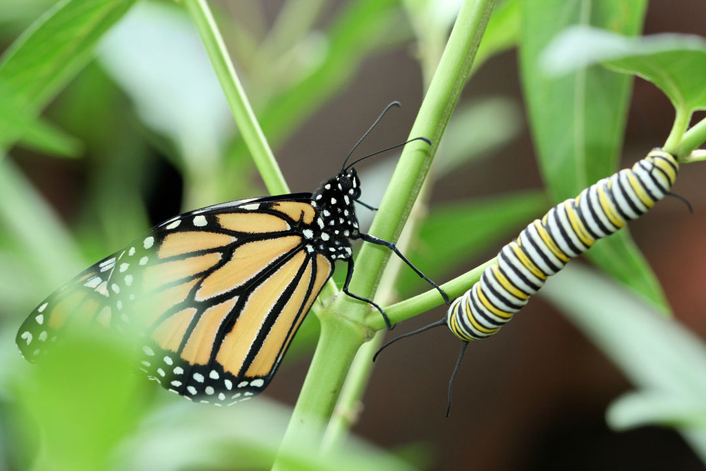 Where'd You Come From Alina Holm Flickr