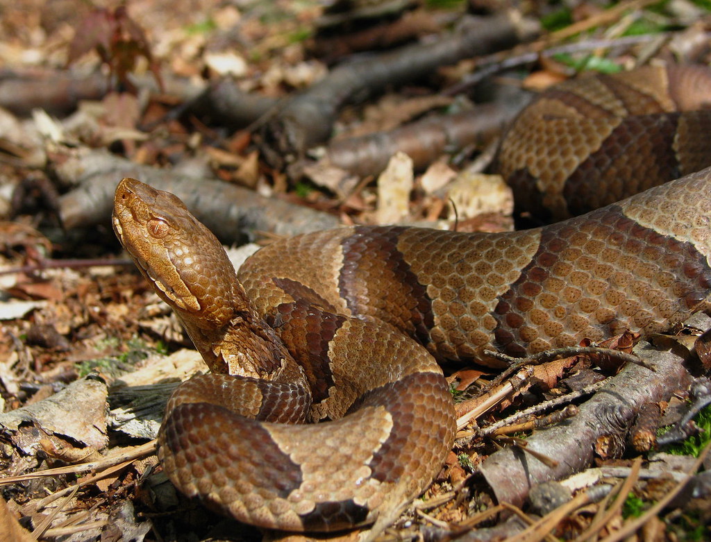 Copperhead Northern Copperhead. SE Pennsylvania. Richard