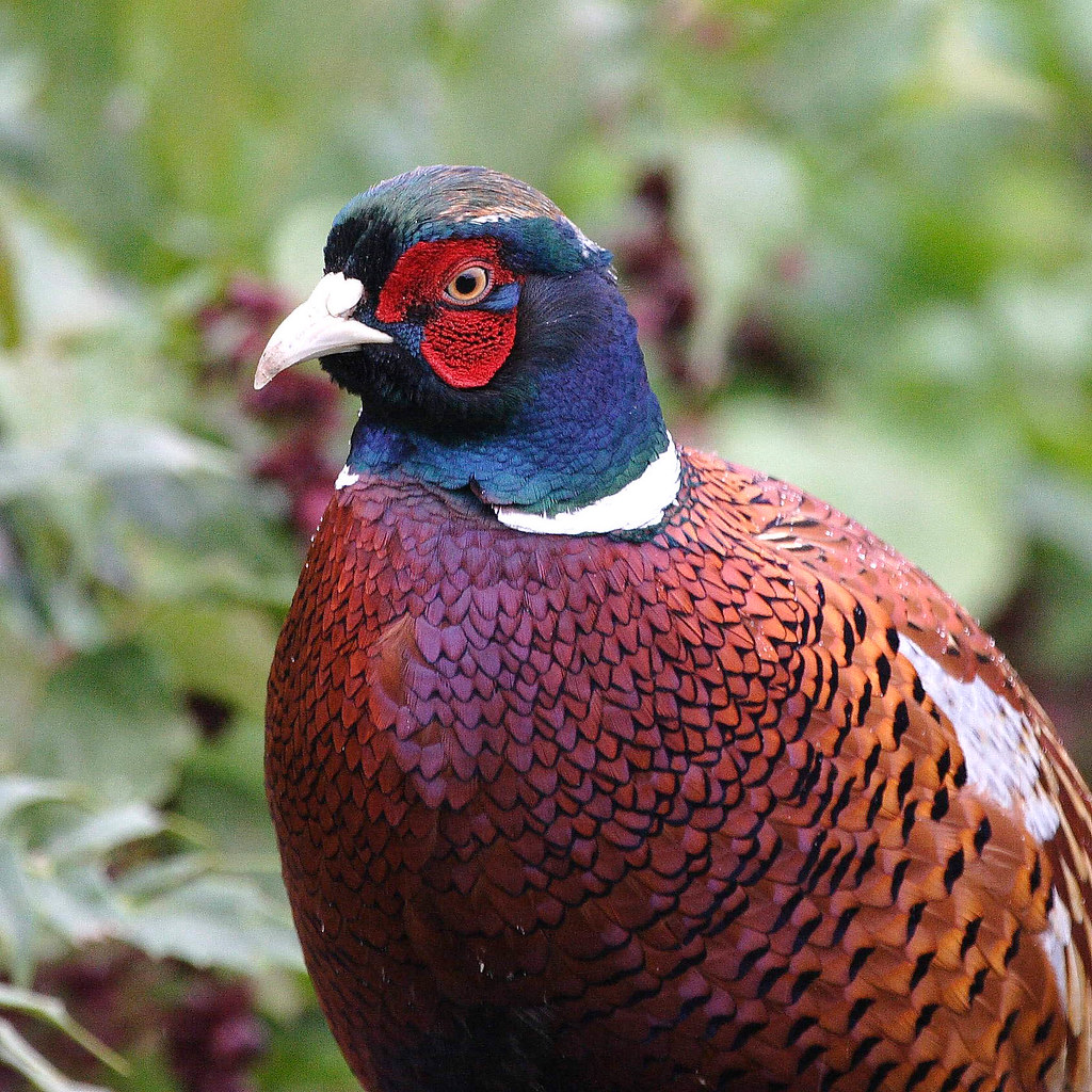 I'm Not a Pheasant Plucker I'm a pheasant plucker's son