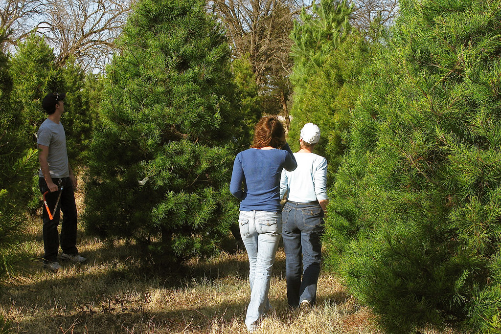 5752 Christmas Tree Cutting, Ivanhoe Christmas Tree Farm, … Flickr
