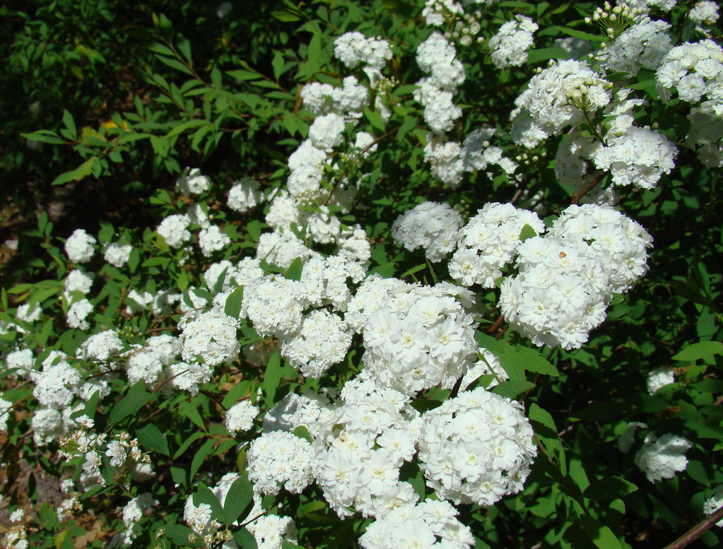 Bridal wreath bush Spirea greenkayak Flickr