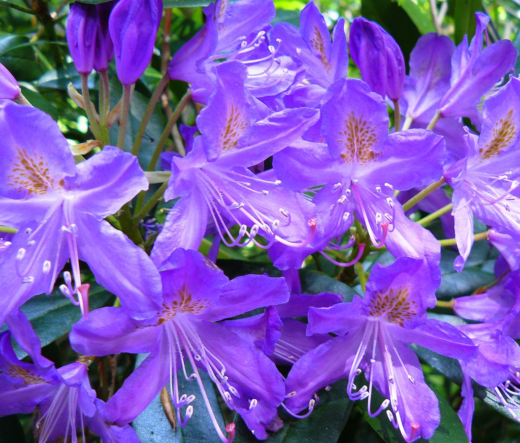 Violet flowers in early June Tower Of Strength Flickr