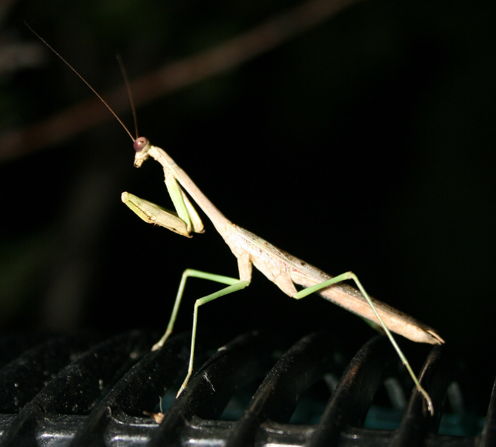Praying Mantis Kingdom Animal Phylum Arthropoda Class … Flickr