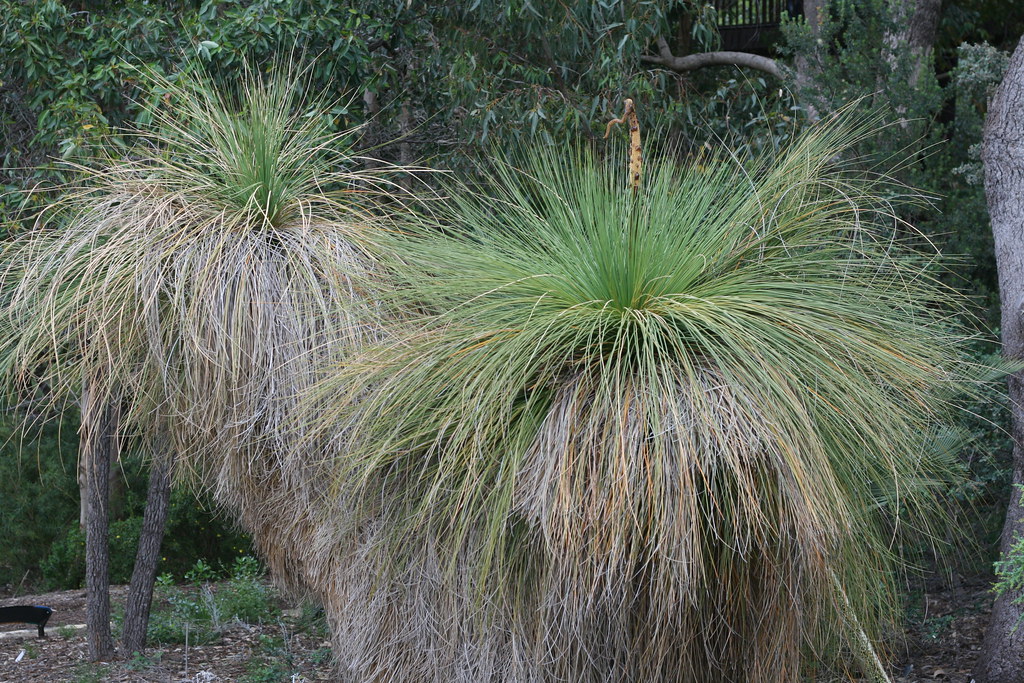Xanthorrhoea preissii (Grass Tree) Grass Tree (Xanthorrhoe… Flickr