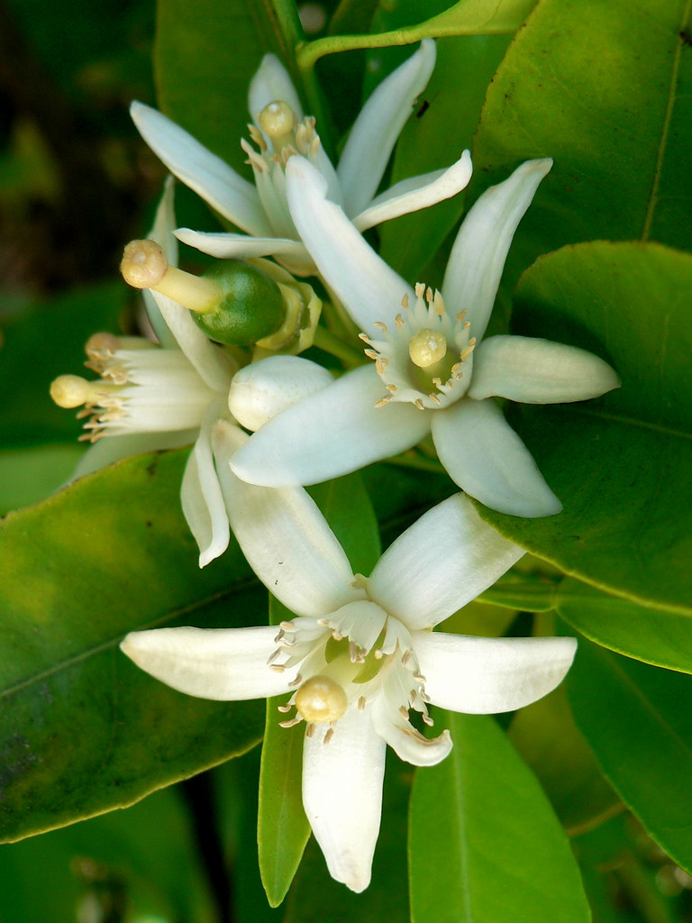 Orange Blossom Special The scent in this area of my garden… Flickr