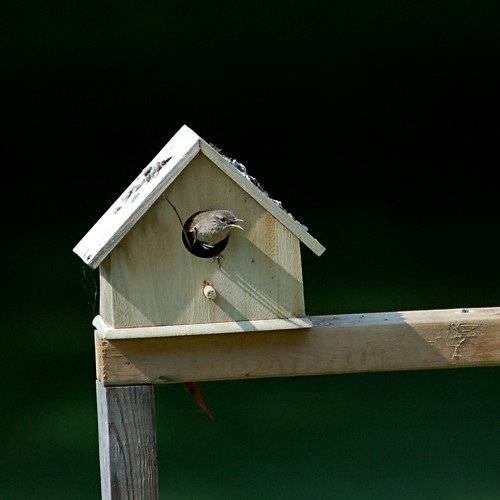House Wren & Wren House 1 A pair of wrens are building a n… Flickr