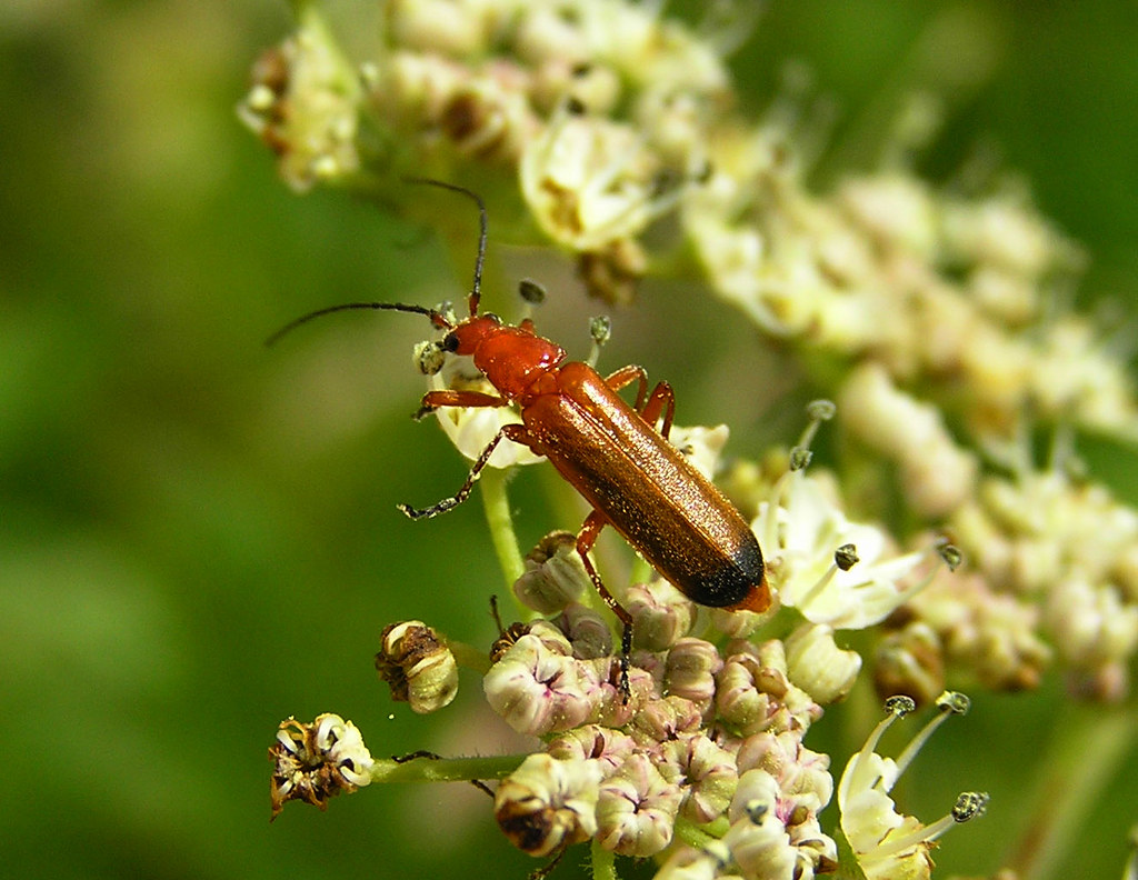 Red Soldier Beetle See where this picture was taken. [?] Dave