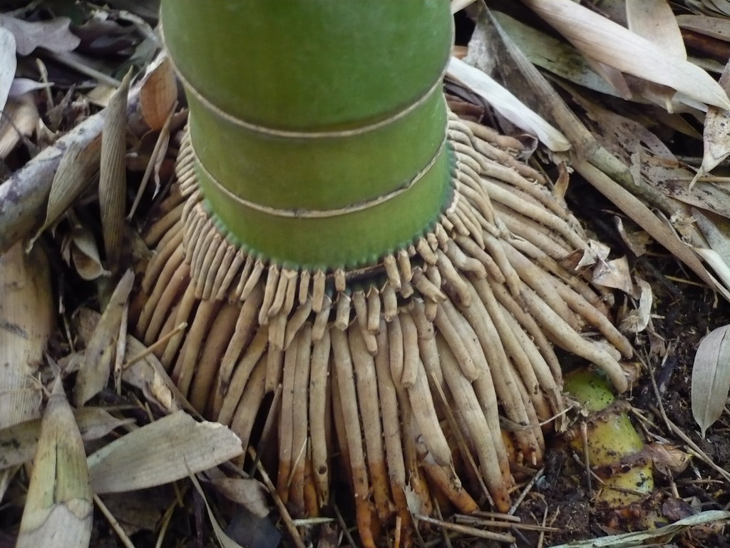 Roots of Incense Bamboo A close up shot of the roots of In… Flickr