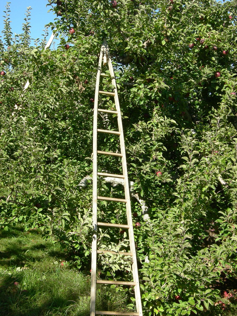 Orchard Ladder Brandon Schory Flickr