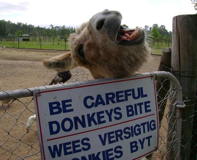 Meat eating Donkey. Uploaded with the Flock Browser Celanth Flickr