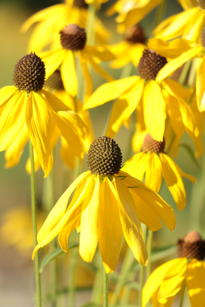 Autumn Sun coneflower Rudbeckia Herbstsonne Flickr