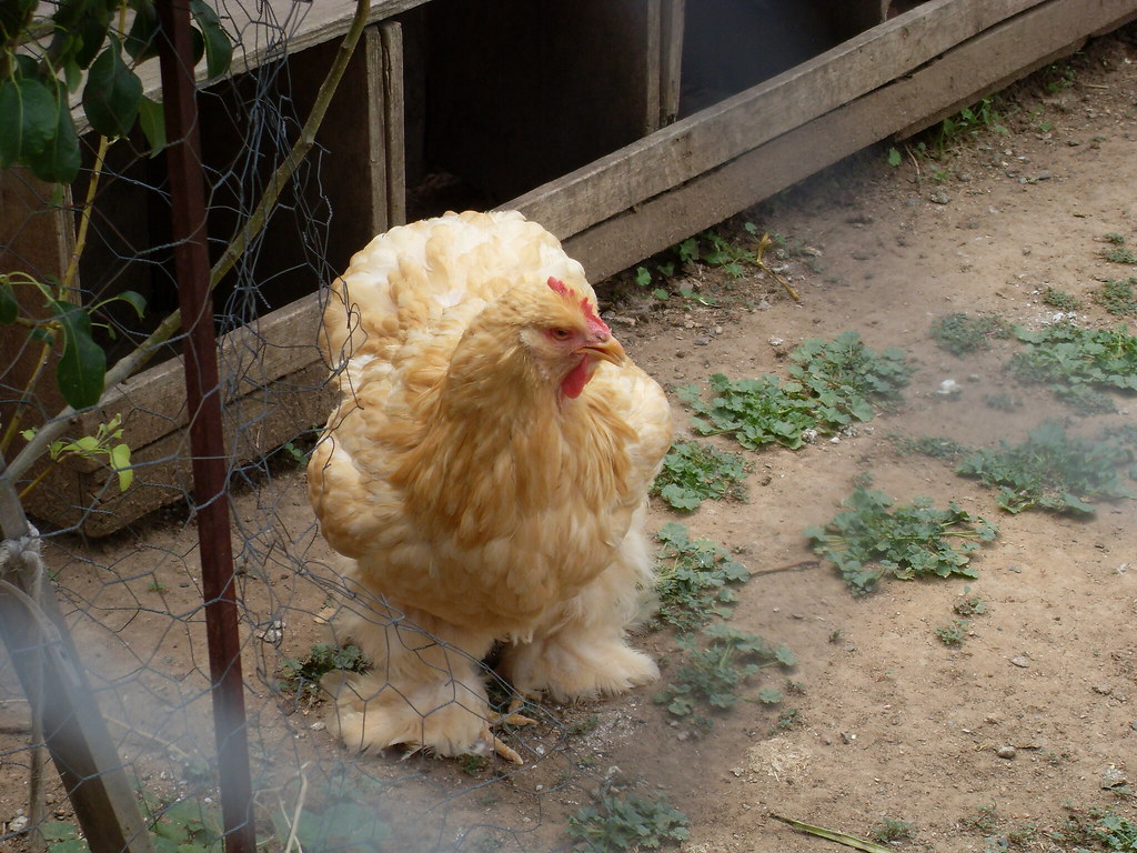 PANTS CHICKEN! I love chickens wearing feather pants skullymom13