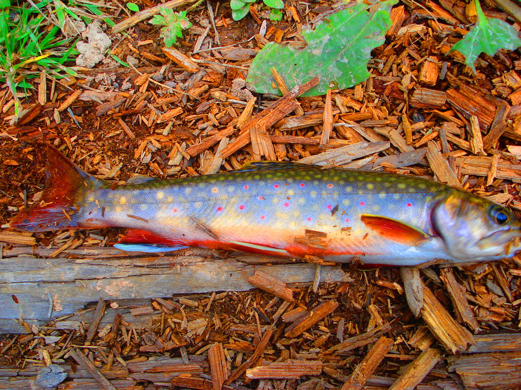 Northern Ontario Brook Trout a photo on Flickriver