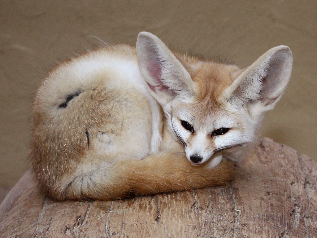 Fennek / Fennec Fox (Vulpes zerda) (Fennecus zerda) | Flickr