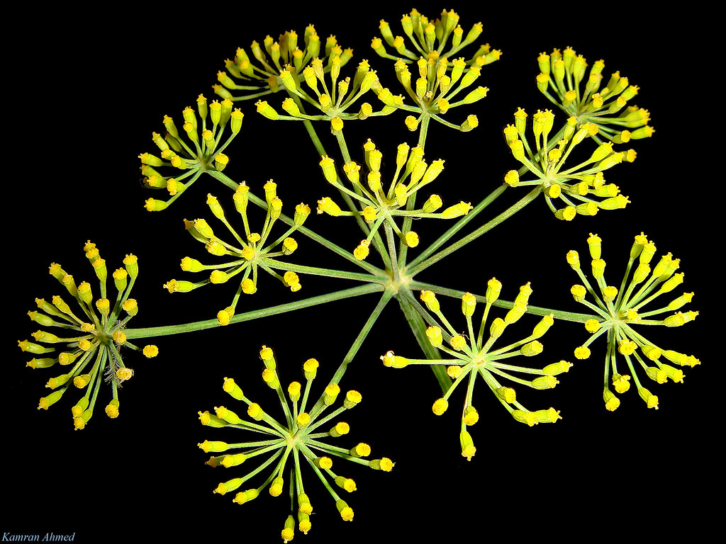 Sweet Fennel (Foeniculum vulgare) Common name Fennel, Swe… Flickr