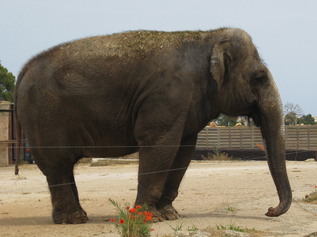 Elephant Auto Safari Zoo (Safari Zoo), Sa Coma, Mallorca