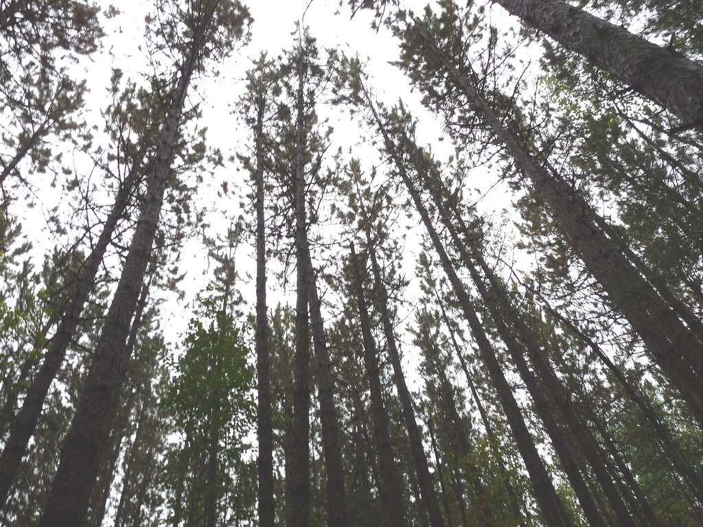 Trees in Baxter S.P. Trees in Baxter S. P. 9/28/08 jerrylev59 Flickr