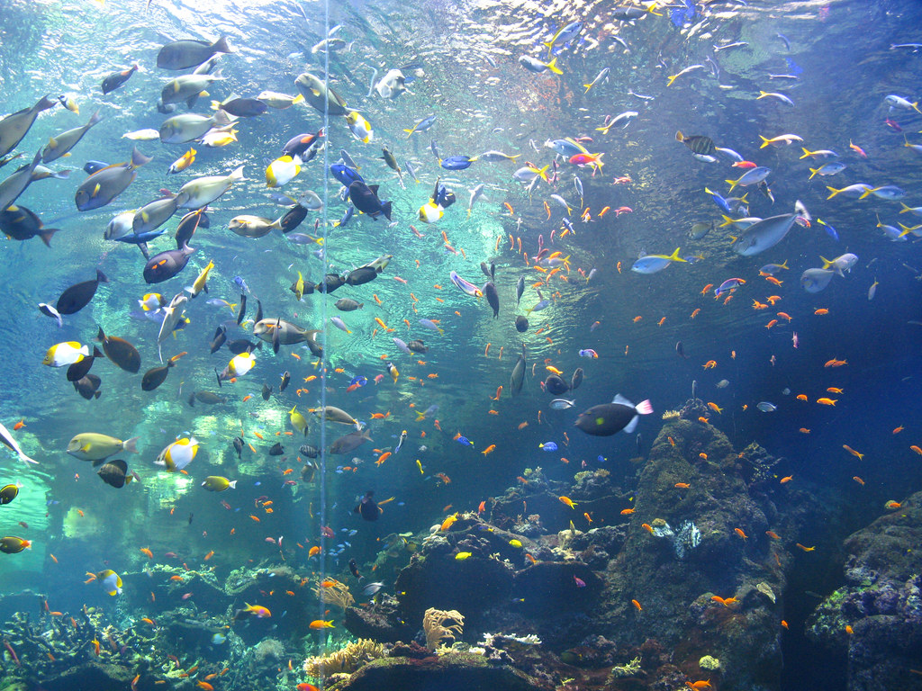 California Academy of Sciences Flickr