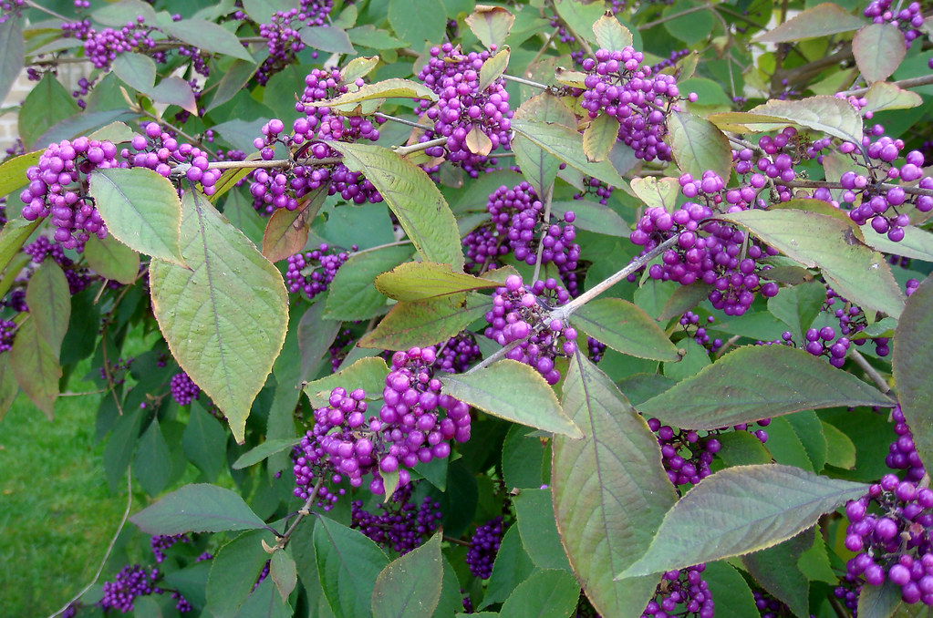 Hoogvliet purpleblue berries of a Callicarpa bush Dietmut