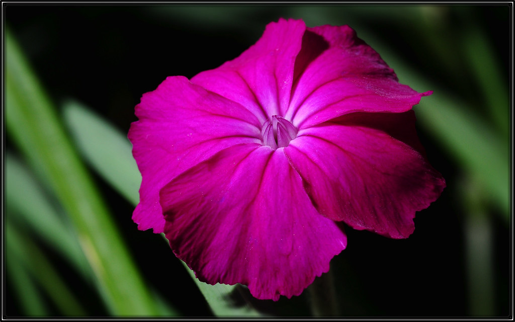 Magenta flower In the afternoon sun. tdlucas5000 Flickr
