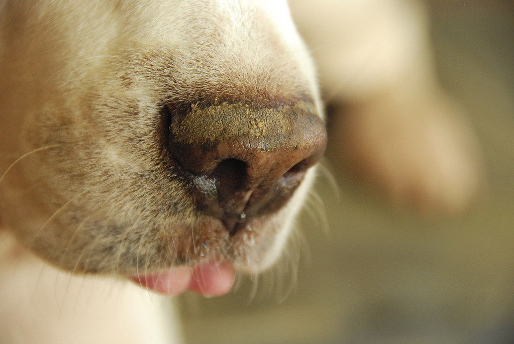 incriminating evidence the nose of a digging dog Flickr