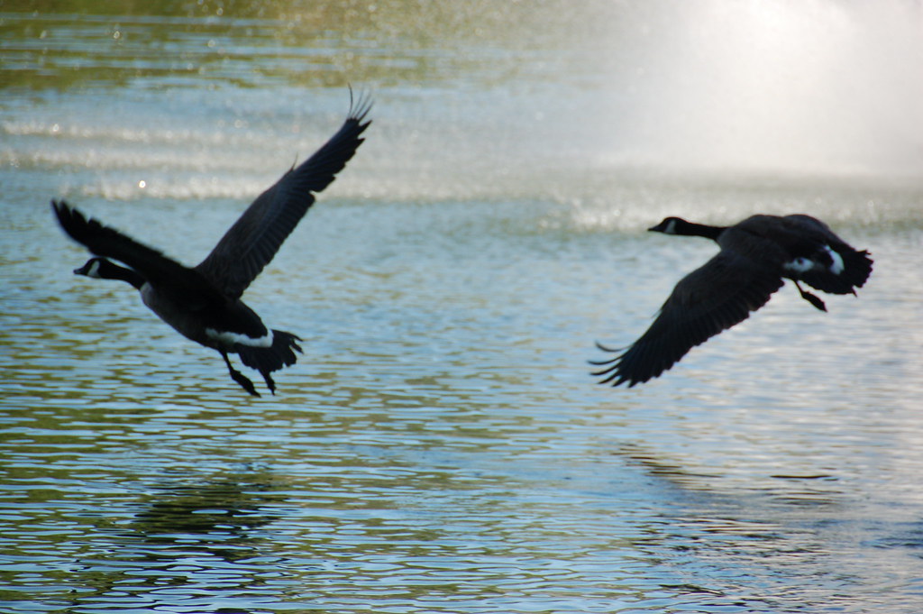 Fellsmere Pond, Malden MA Canadian geese flying low over … Flickr