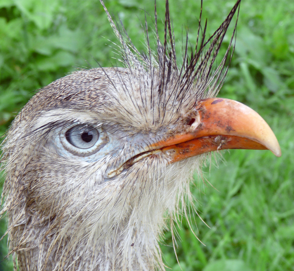 Cromer Zoo Cromer Zoo, Norfolk, UK August 2008 Elly Reynolds Flickr