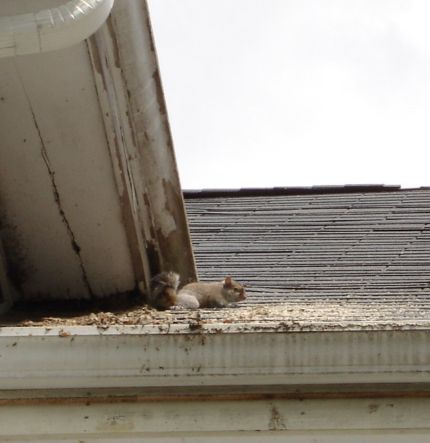 squirrels on roof juvenile squirrels on roof BatGuys Wildlife