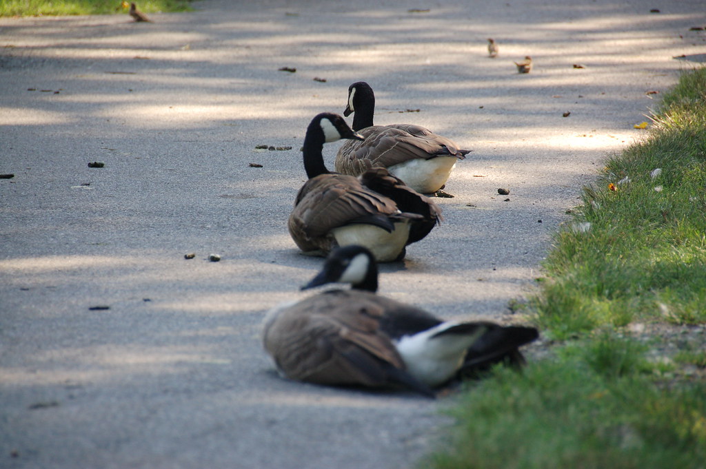 Fellsmere Pond, Malden MA Canadian geese laying on the fo… Flickr
